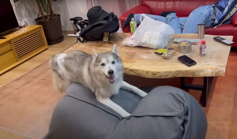 クッションで笑顔ワンコ