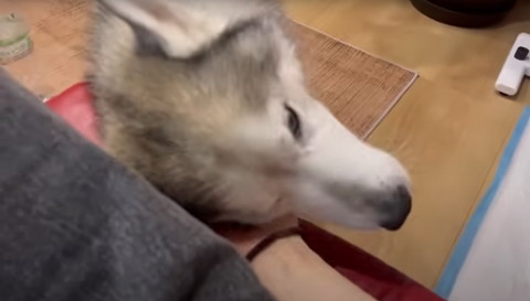 頭をすり寄せるワンコ