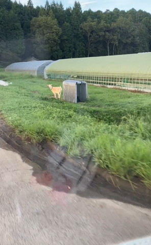 のどかな風景とヤギ遠くから
