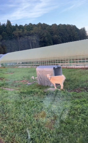 のどかな風景とヤギ