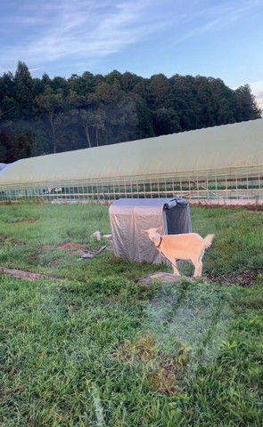 しっぽ振るヤギ