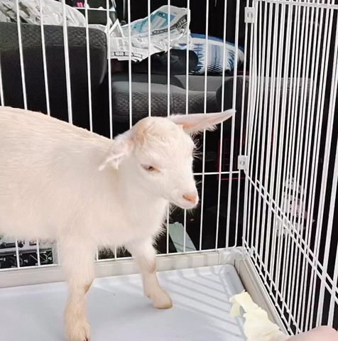 ケージにいるヤギ