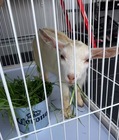 ケージのヤギカメラ目線