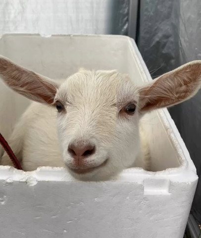 発砲スチロールとやぎ
