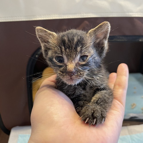 子猫ビフォアフ