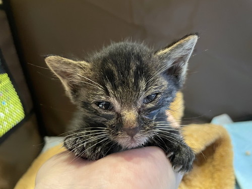 しじみのようだった