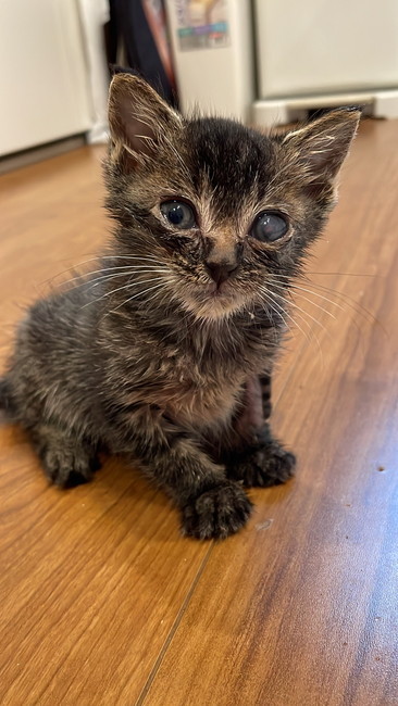 しじみのようだった