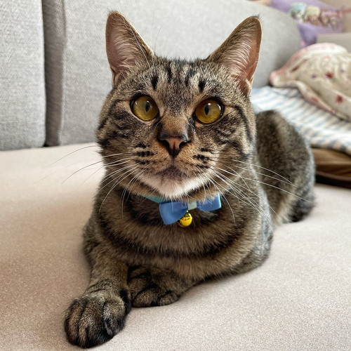 しじみのようだった