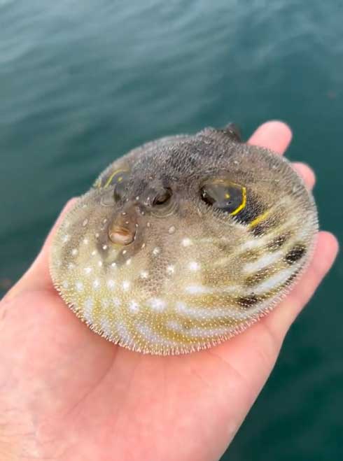 流れてきたフグ