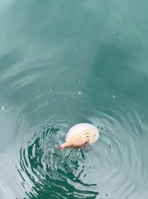 海に帰るフグ
