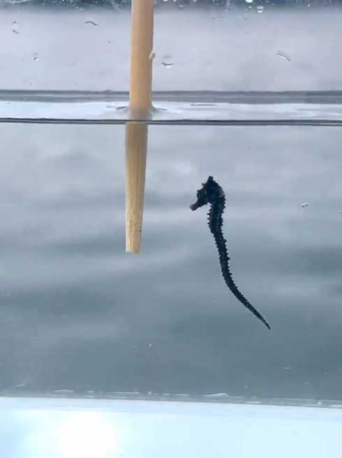 タツノオトシゴ