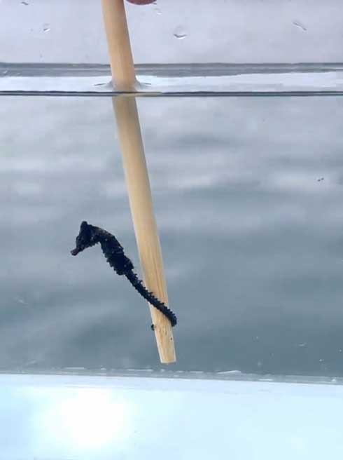 タツノオトシゴとふれ合い
