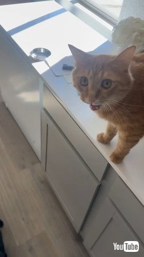 空っぽのフードボウルと猫