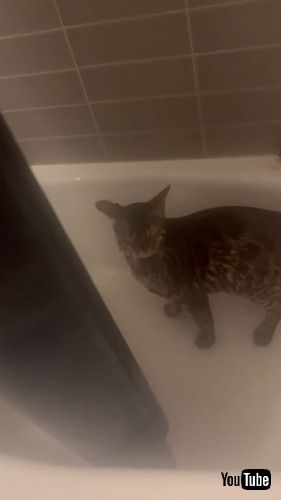 シャワーでずぶぬれになる猫