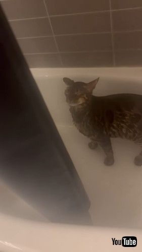 シャワーでずぶぬれになる猫