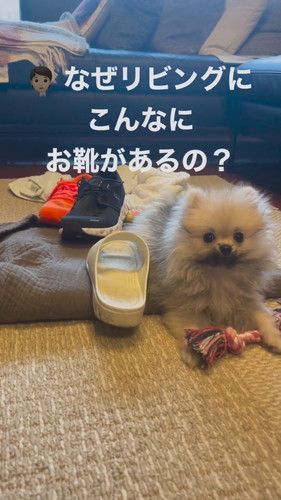 キラキラ瞳のポメラニアン