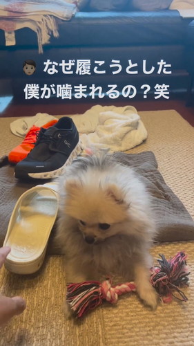 靴とポメラニアン