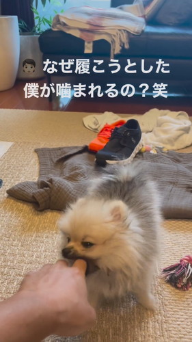 怒るポメラニアン