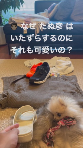 靴がすきなポメラニアン