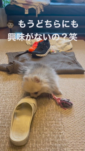 去るポメラニアン