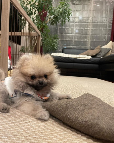 洋服着たポメラニアン