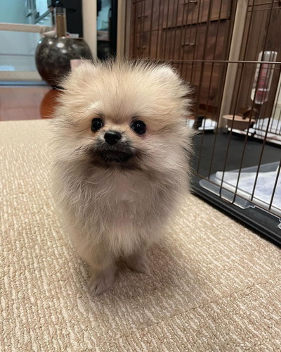 寝癖がついたポメラニアン