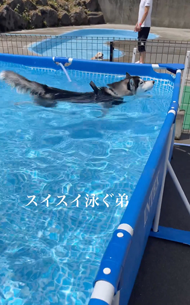 プールへやってきた兄弟ワンコ