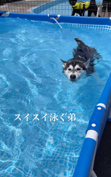 プールへやってきた兄弟ワンコ