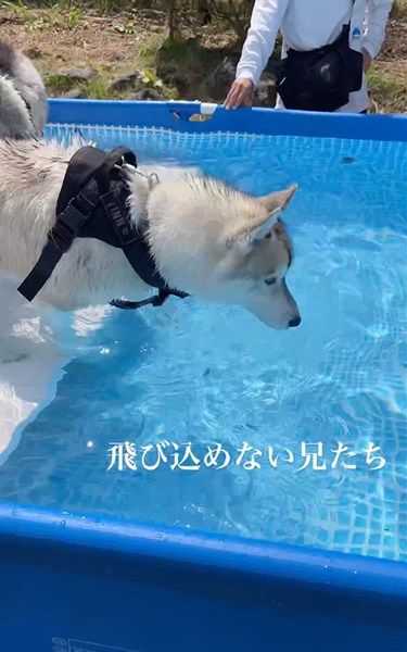 プールへやってきた兄弟ワンコ