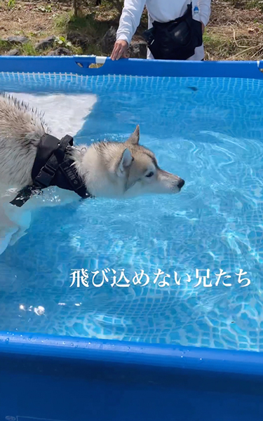 プールへやってきた兄弟ワンコ