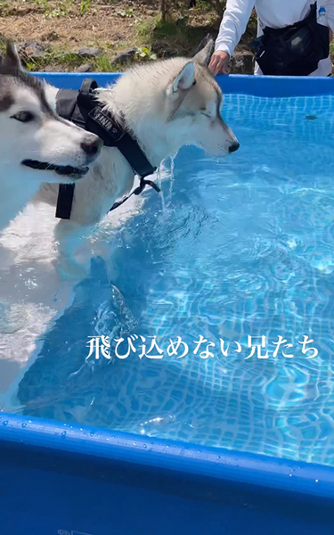 プールへやってきた兄弟ワンコ