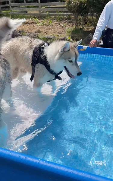 プールへやってきた兄弟ワンコ