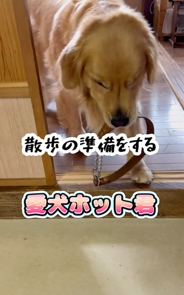 散歩の準備を自分でする大型犬