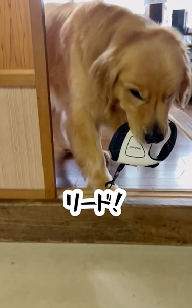 散歩の準備を自分でする大型犬