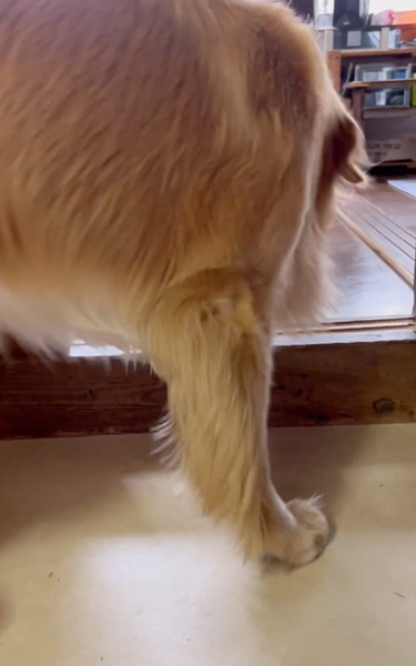 散歩の準備を自分でする大型犬