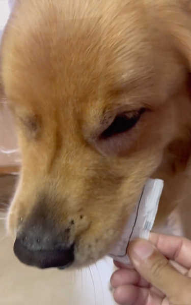 散歩の準備を自分でする大型犬