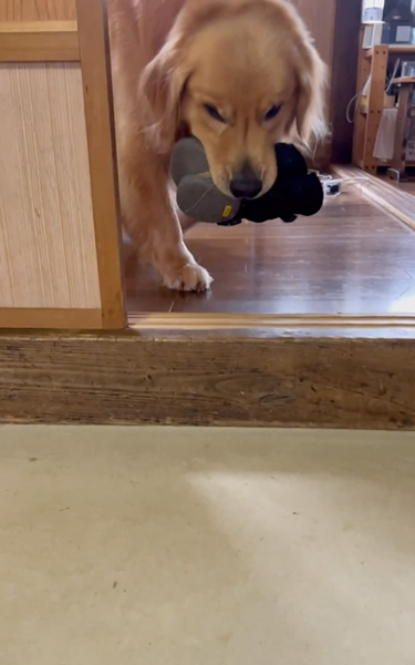 散歩の準備を自分でする大型犬