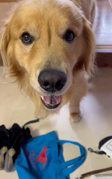 散歩の準備を自分でする大型犬