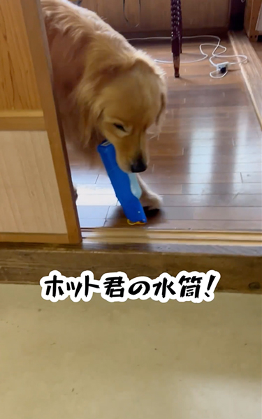 散歩の準備を自分でする大型犬