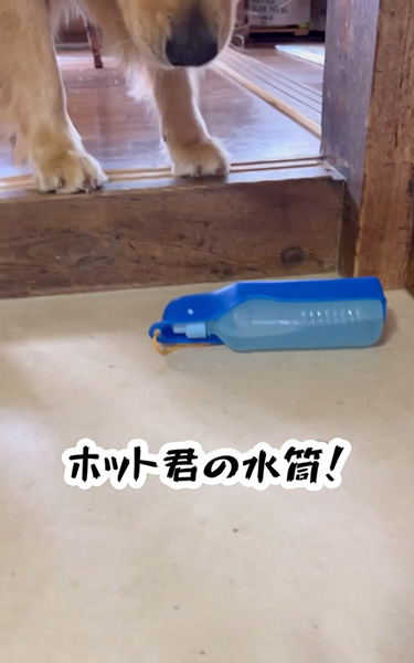 散歩の準備を自分でする大型犬
