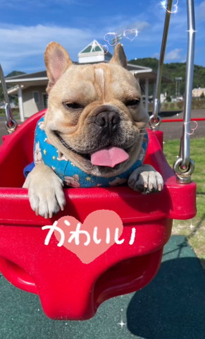 ブランコ乗ってるワンコ