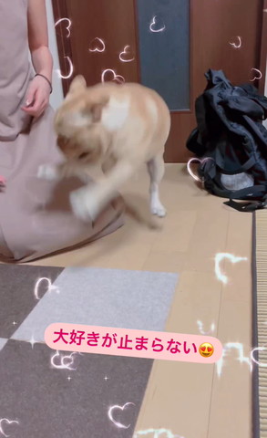 ジャンプしてるワンコ