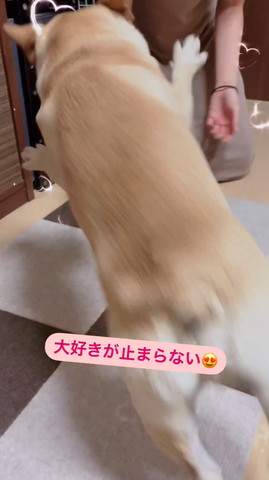 ジャンプしてるワンコ後ろから