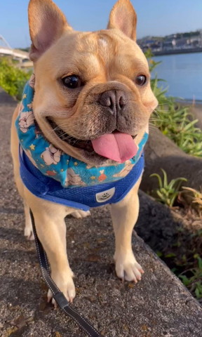 石に乗って笑顔ワンコ