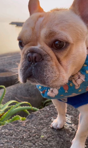 散歩ワンコアップ