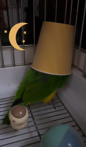 紙コップ被ってるインコ