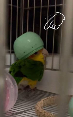 メロンをかぶるインコ