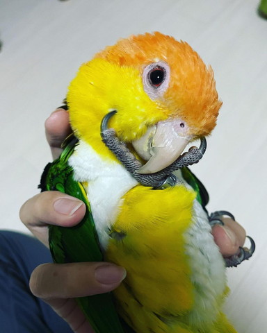 手の上でカメラ目線インコ