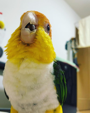 インコ下から