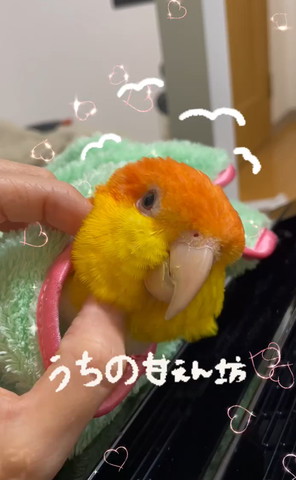 タオルにくるまれなでられてるインコ